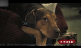 人和狗交配视频,揭秘人狗交配视频背后的真相